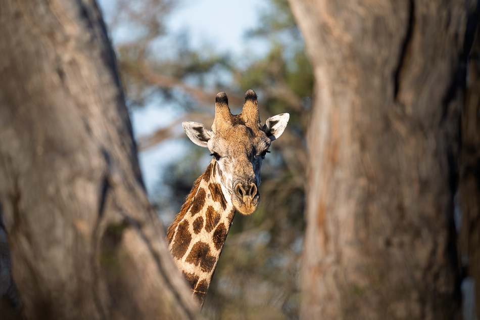 20250805 Z8B Botswana 6913.