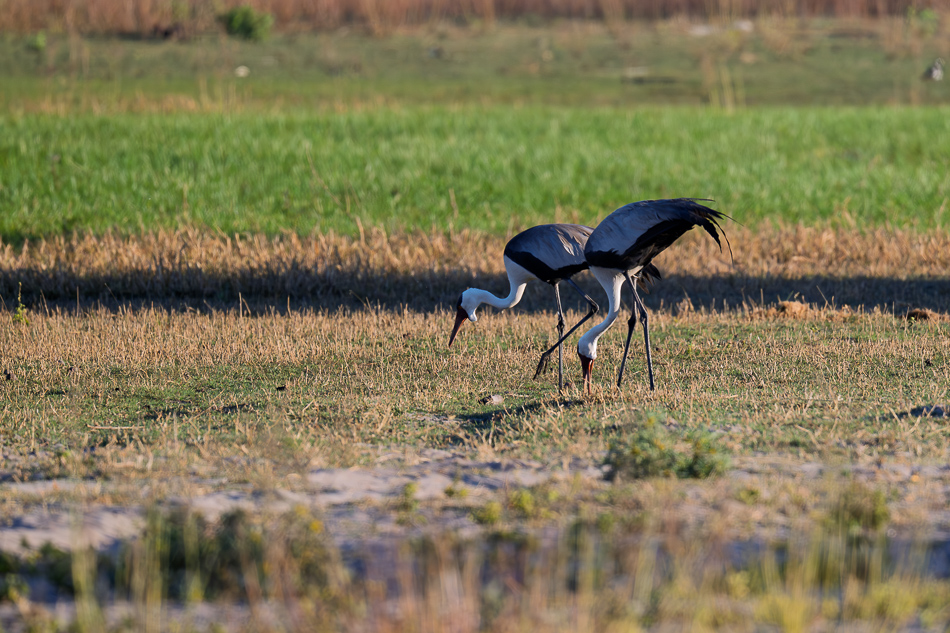 20250805 Z8B Botswana 6945.