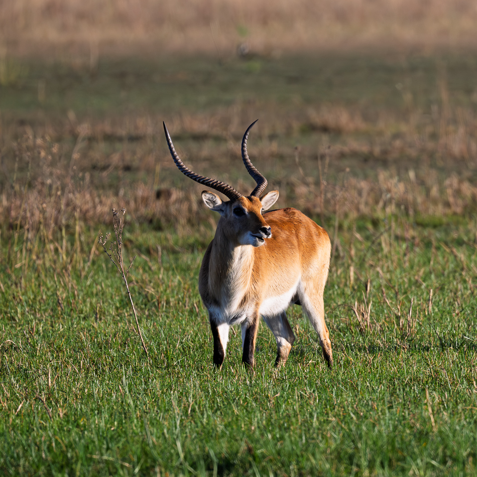 20250805 Z8B Botswana 6979.