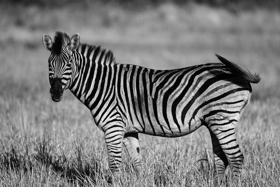 20250805 Z8B Botswana 7203.