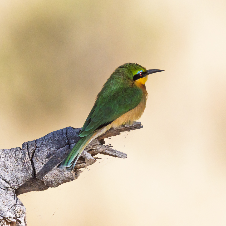 20250805 Z8B Botswana 7213.