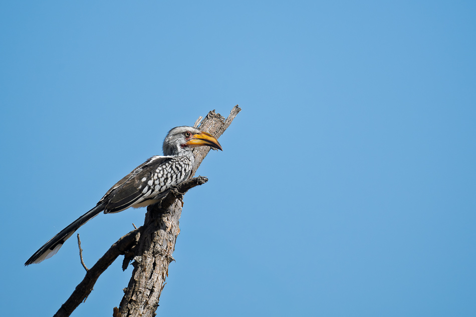 20250805 Z8B Botswana 7253.