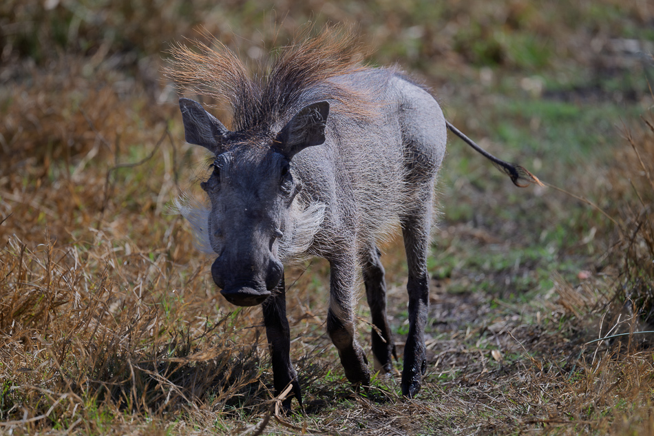 20250805 Z8B Botswana 7295.