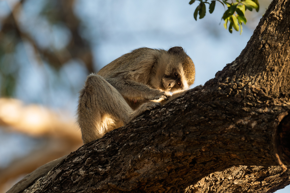 20250805 Z8B Botswana 7595.