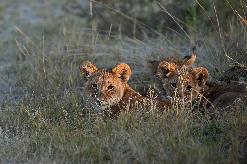 20250805 Z8B Botswana 7733.