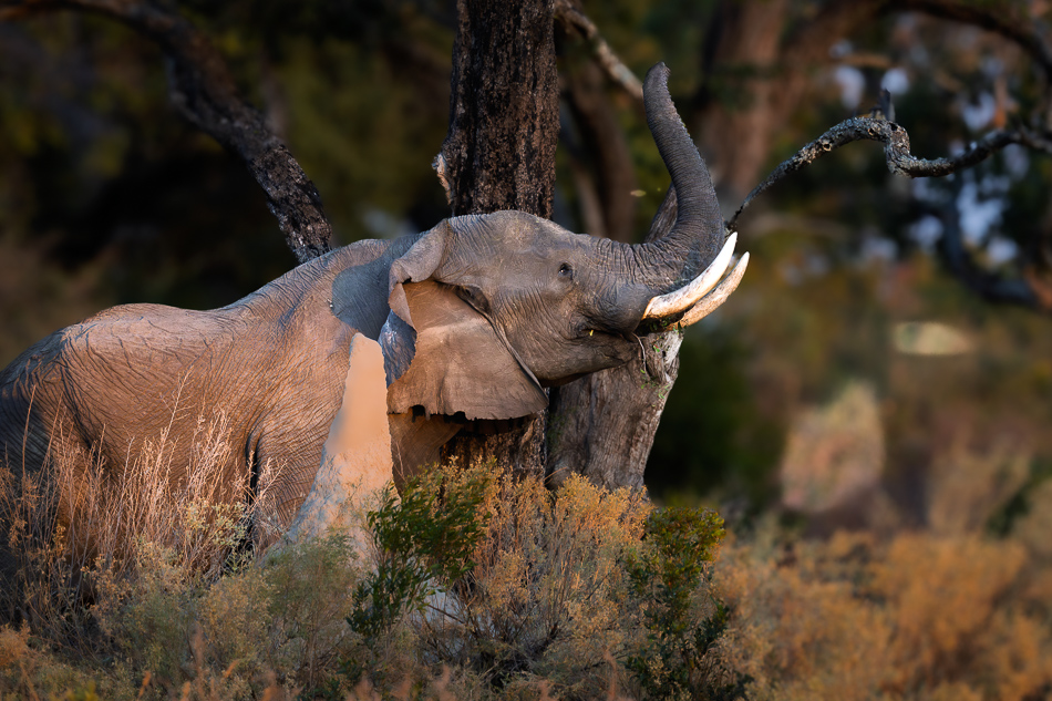 20250806 Z8A Botswana 1470.