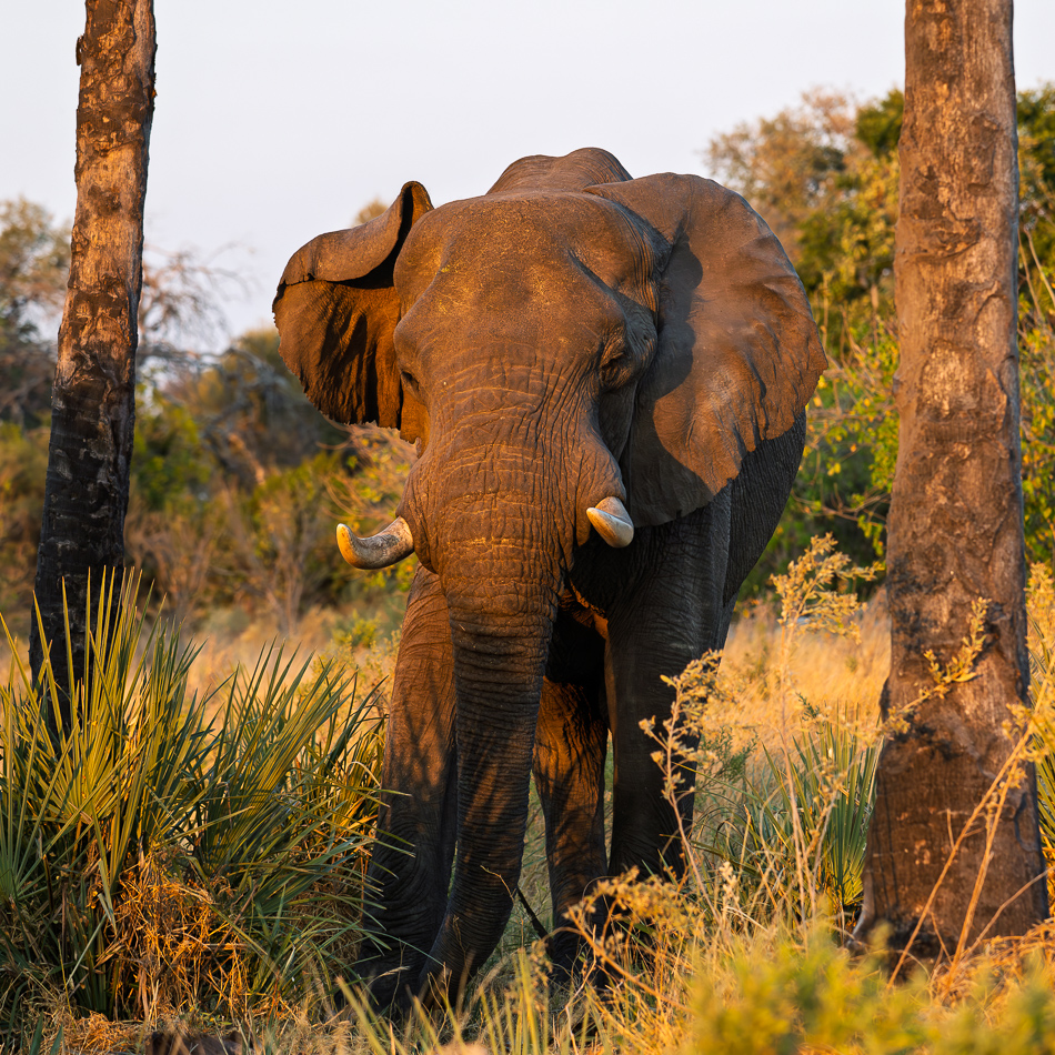 20250806 Z8A Botswana 1612.