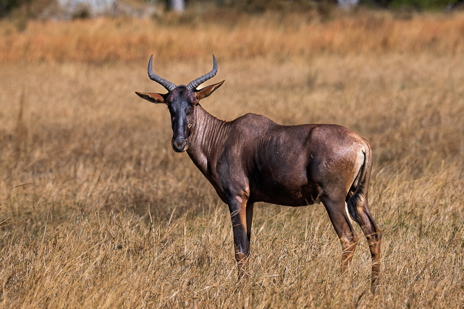 20250806 Z8A Botswana 2516.