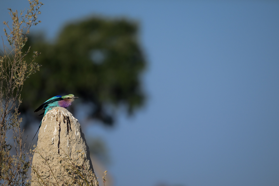 20250806 Z8A Botswana 2615.