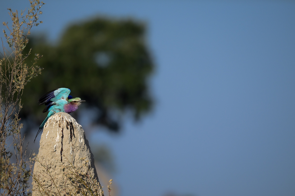 20250806 Z8A Botswana 2616.