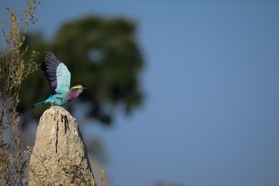 20250806 Z8A Botswana 2617.