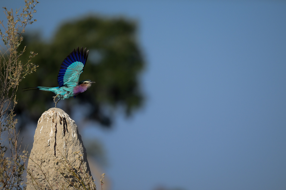 20250806 Z8A Botswana 2618.