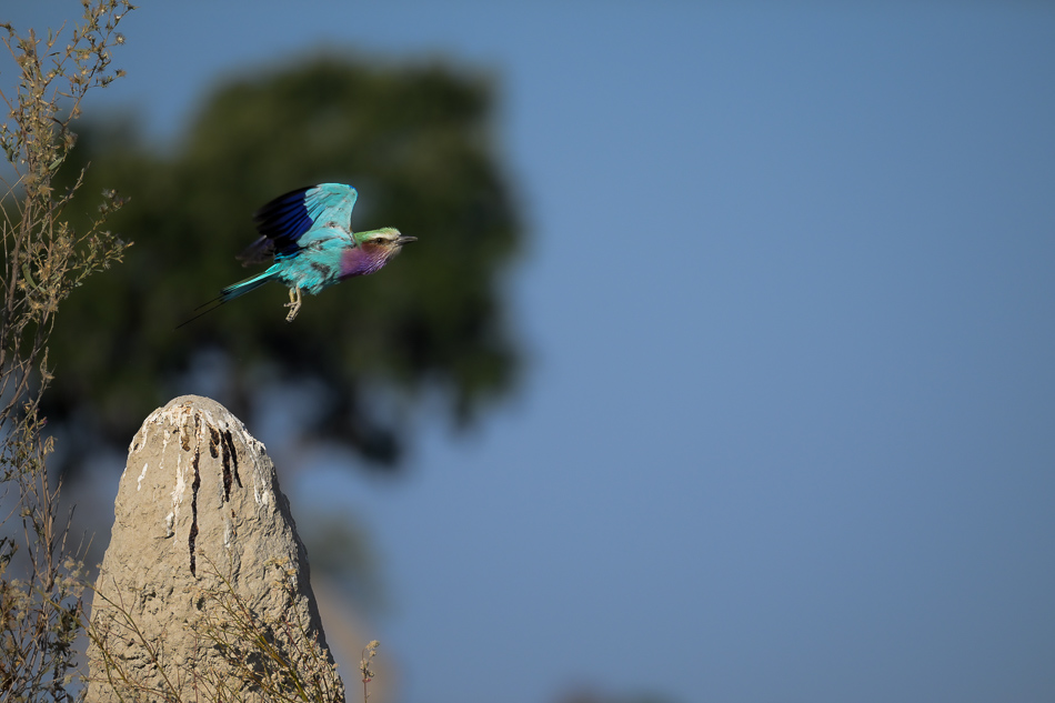 20250806 Z8A Botswana 2620.