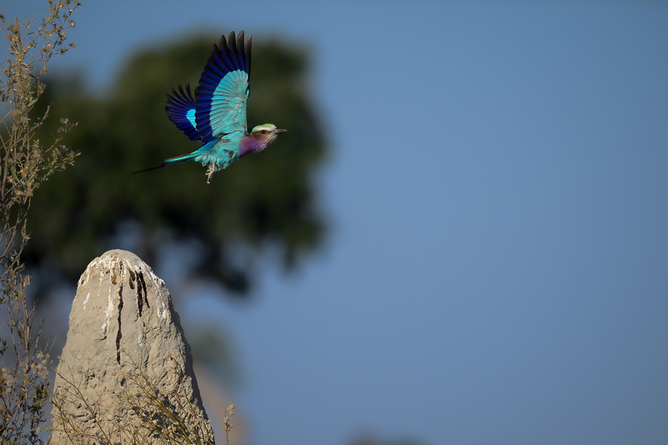 20250806 Z8A Botswana 2621.