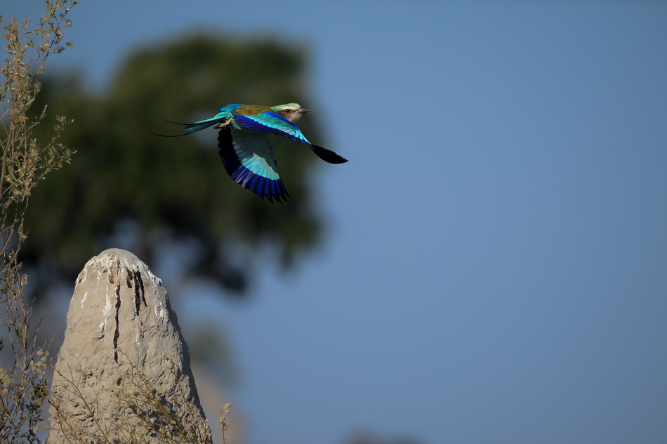 20250806 Z8A Botswana 2622.