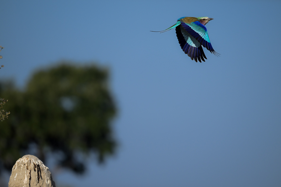 20250806 Z8A Botswana 2629.