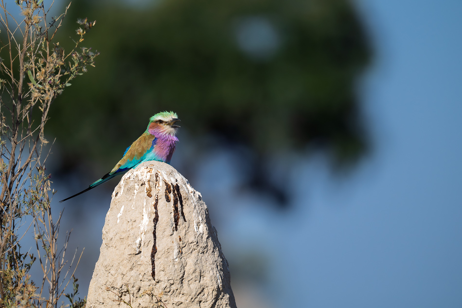 20250806 Z8B Botswana 9482.