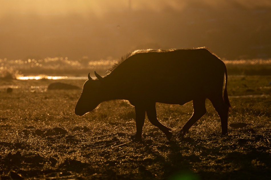 02-20250808 Z8B Botswana 0875.