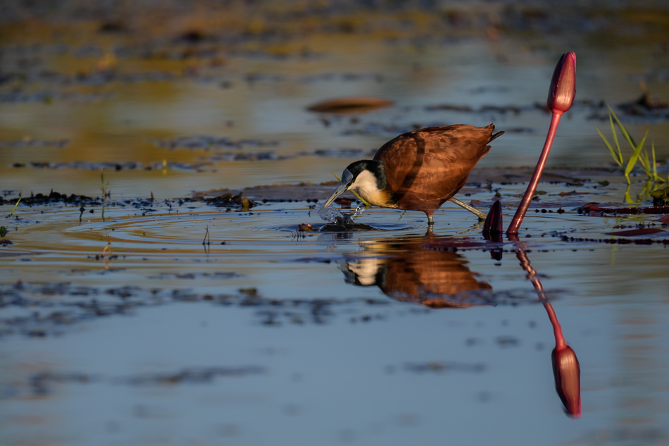 03-20250808 Z8A Botswana 7918.