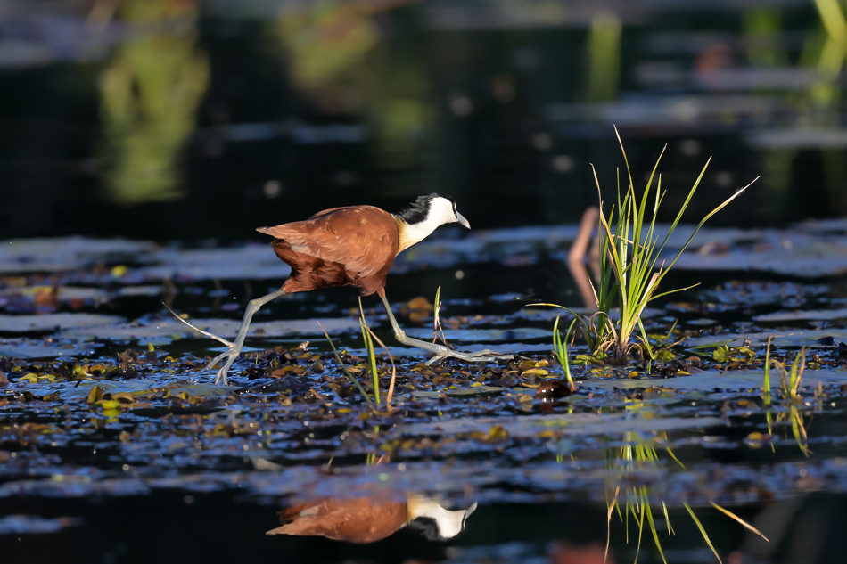 05-20250808 Z8A Botswana 8262.