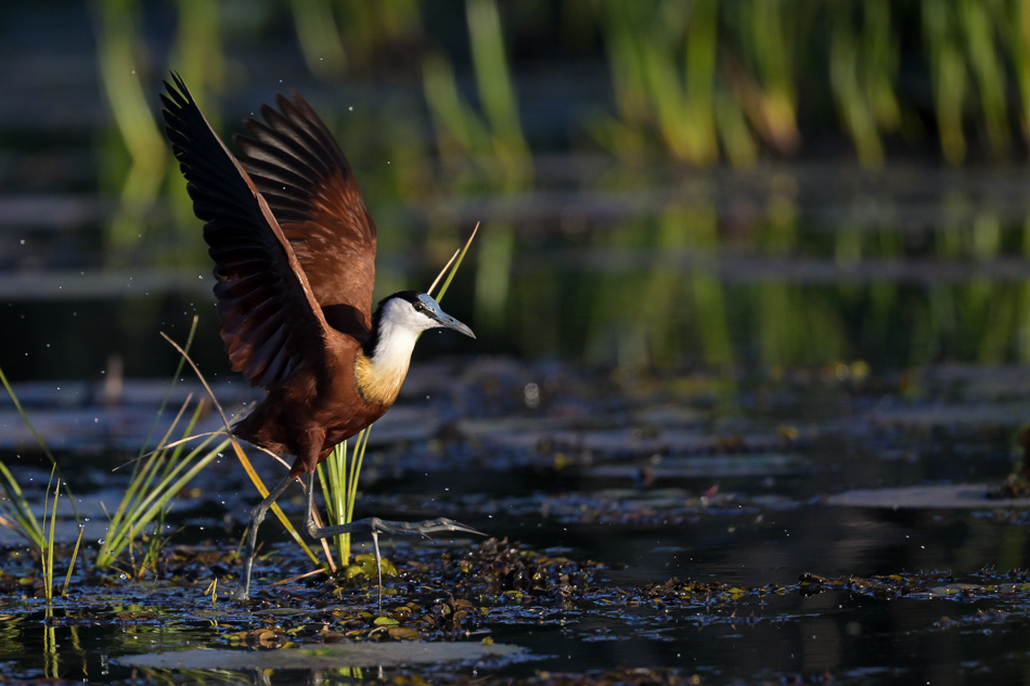 06-20250808 Z8A Botswana 8332.