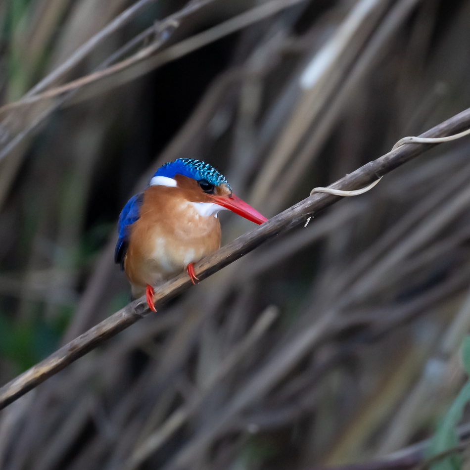07-20250808 Z8A Botswana 8696.