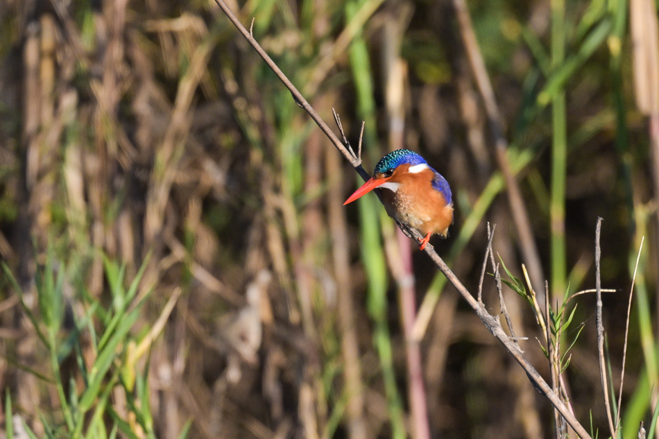 09-20250808 Z8A Botswana 8723.