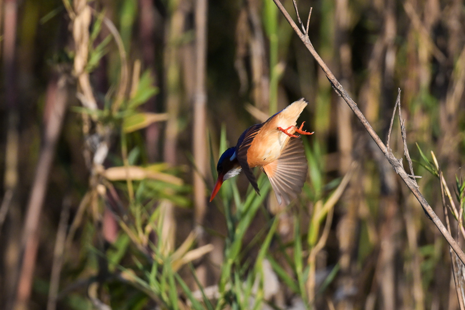 10-20250808 Z8A Botswana 8744.