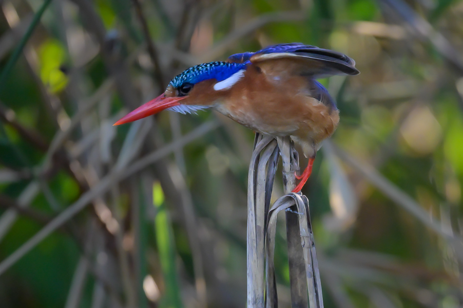 11-20250808 Z8A Botswana 8768.