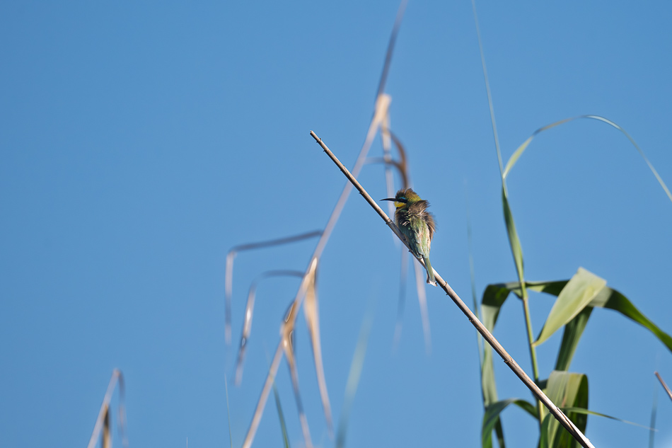 12-20250808 Z8A Botswana 9464.