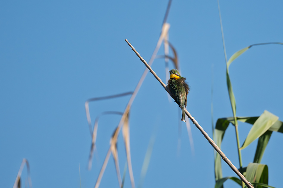 13-20250808 Z8A Botswana 9491.