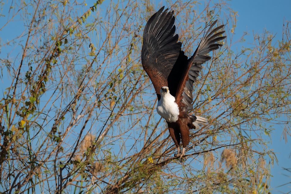 15-20250808 Z8A Botswana 9707.