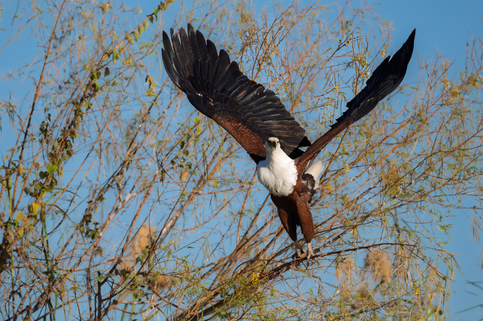 16-20250808 Z8A Botswana 9708.