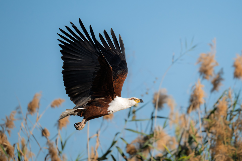 19-20250808 Z8A Botswana 9744.