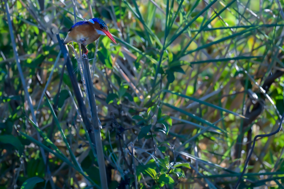 20-20250808 Z8A Botswana 9822.