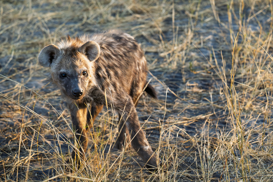 20250806_Z8A_Botswana_2699.jpg 20250806 Z8A Botswana 2699.