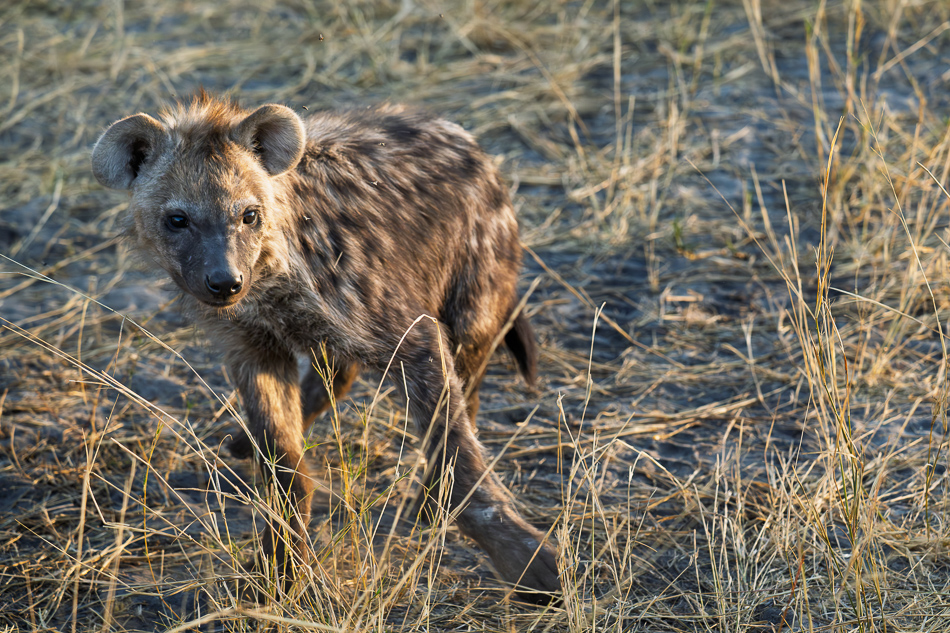 20250806_Z8A_Botswana_2700.jpg 20250806 Z8A Botswana 2700.