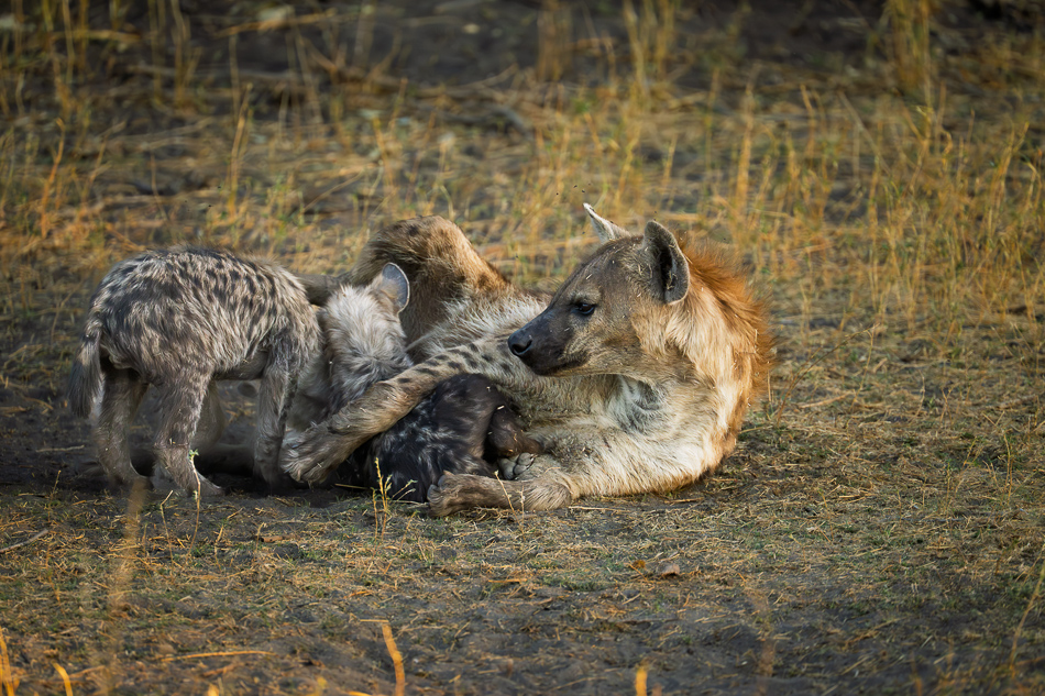 20250806_Z8A_Botswana_2893.jpg 20250806 Z8A Botswana 2893.