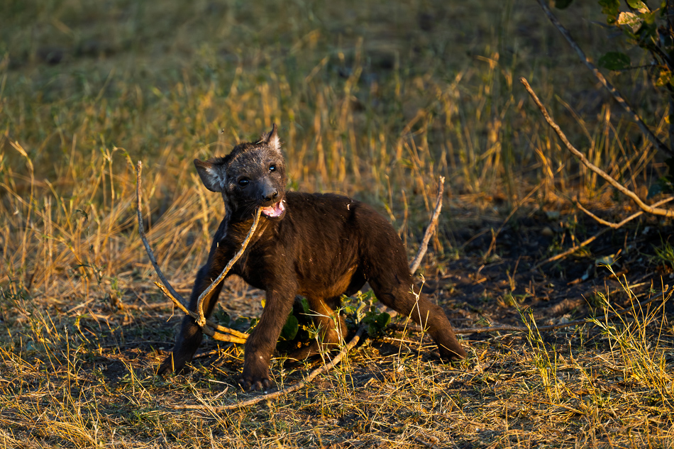 20250806_Z8A_Botswana_2975.jpg 20250806 Z8A Botswana 2975.