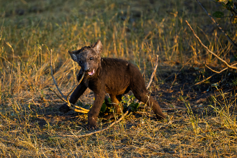 20250806_Z8A_Botswana_2981.jpg 20250806 Z8A Botswana 2981.