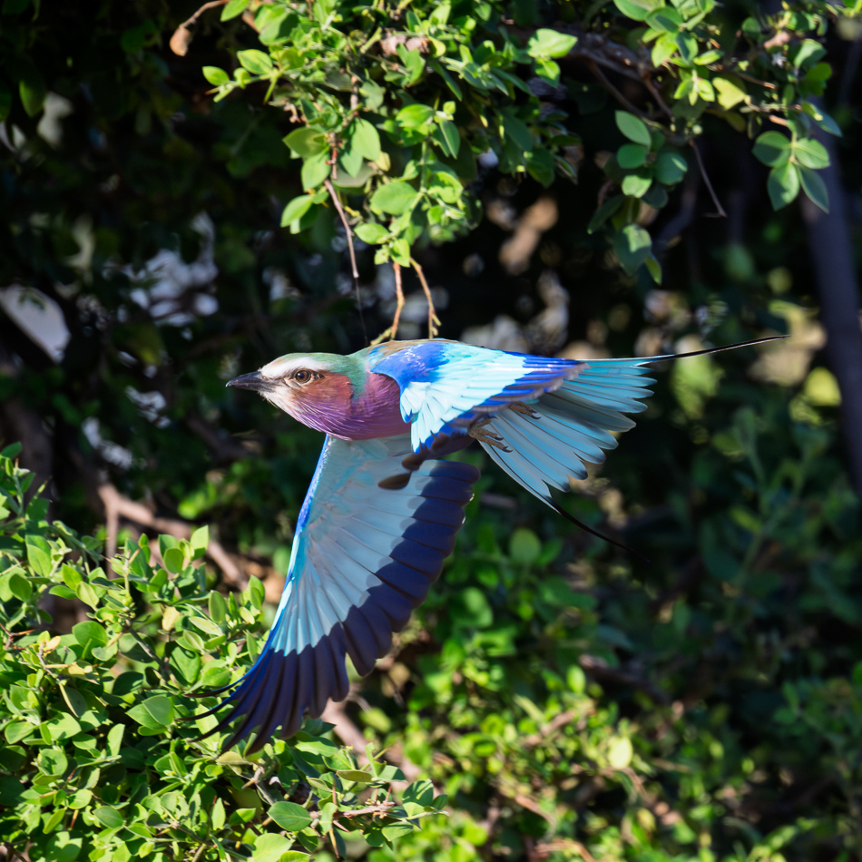 20250806_Z8B_Botswana_9530.jpg 20250806 Z8B Botswana 9530.