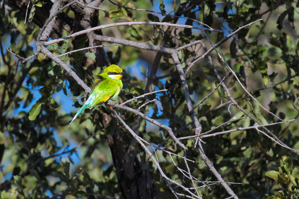 20250806_Z8B_Botswana_9557.jpg 20250806 Z8B Botswana 9557.