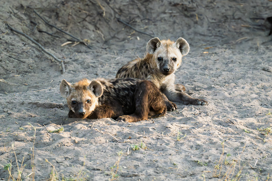 20250806_Z8B_Botswana_9801.jpg 20250806 Z8B Botswana 9801.