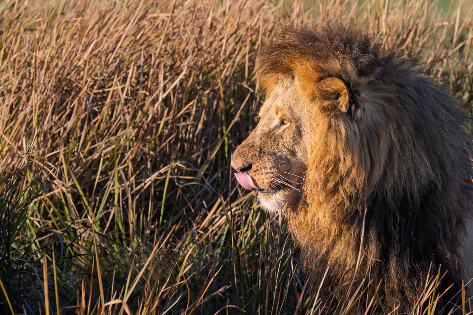 20250807 Z8A Botswana 3450-2.