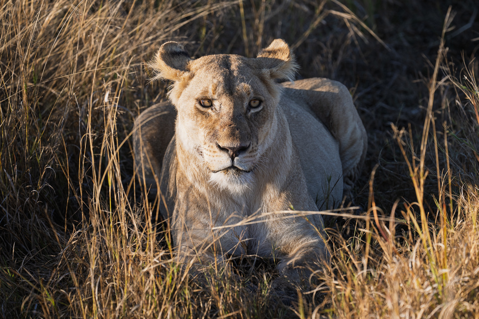 20250807 Z8A Botswana 3862-4.