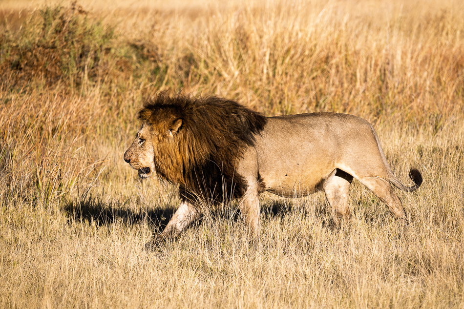 20250807 Z8A Botswana 4372-6.