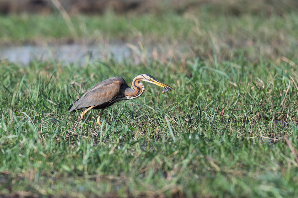 20250807 Z8A Botswana 4971-10.