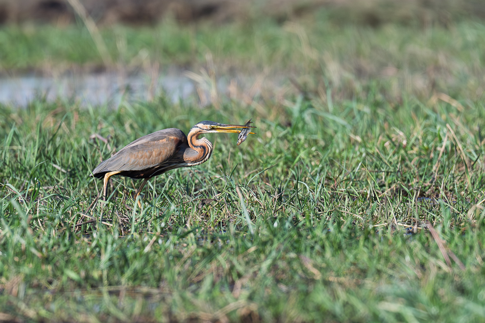 20250807 Z8A Botswana 4981-11.