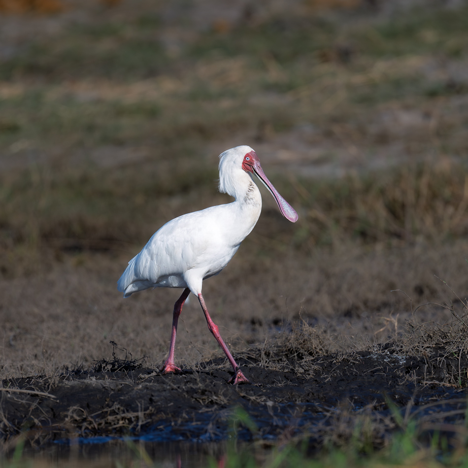 20250807 Z8A Botswana 5174-12.