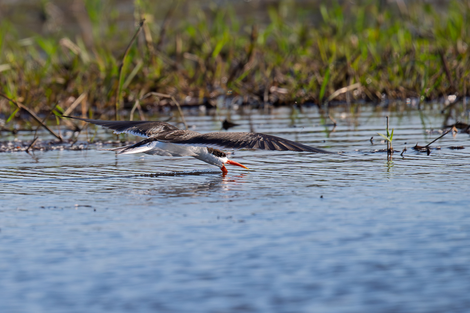 20250807 Z8A Botswana 5411-13.